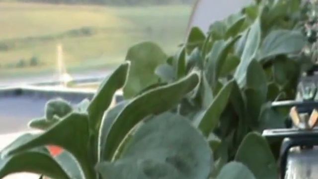 Petunii 18mai2009 смотреть онлайн