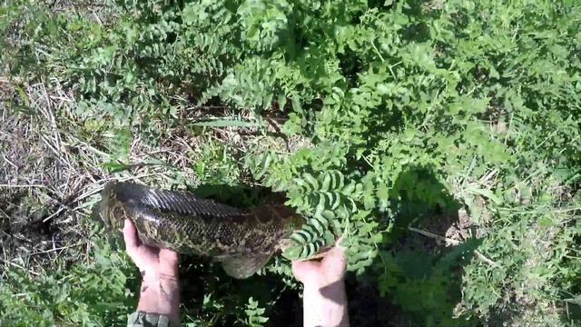 рыбалка на змееголов sneak fishing как и где искать змееголова как ловить сезон 2022