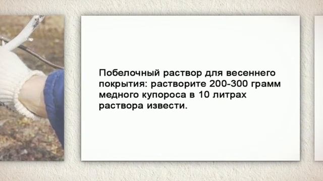Когда белить садовые деревья? смотреть онлайн