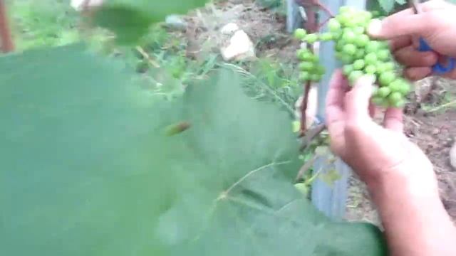 ??Очередное прореживание плотных гроздей винограда.