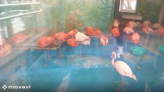 Влог / Московский зоопарк. Фламинго / 8.04.22 год
