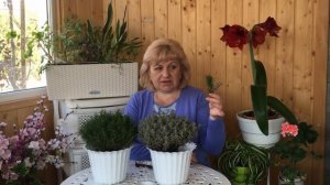 Санталина - знакомьтесь! Чудо в саду. Выращивание, посадка, уход, полив