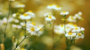 Цветочный фон с  Ромашками. Ромашковый осенний фон | Футажи красивая природа [FullHD]
