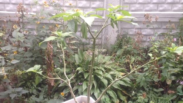 Мой сад в конце сентября. Состояние розария, посадка луковичных. смотреть онлайн