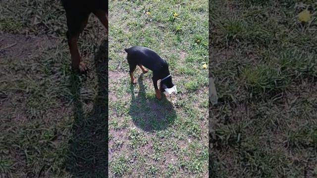 Собака странно себя ведёт! Прикольно! смотреть онлайн