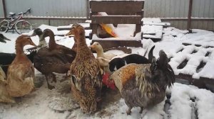 УТКИ РАЗНЫХ ПОРОД