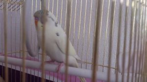 Попугайчик часто дышит и стучит клювиком.(