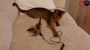 Абиссинский котенок Это не девушка это беда! Абиссинка Шанти акробатка! Abyssinian kitten.