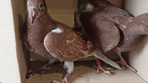 ПОЧТОВЫЕ ГОЛУБИ ?️?️. МОЛОДЕЖЬ.