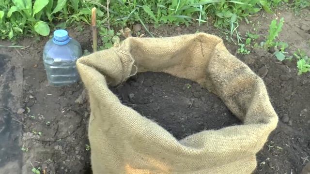 ? Картошка в МЕШКЕ. Посадка Картошки в Мешок. Урожай картошки в МЕШКЕ смотреть онлайн