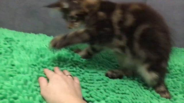 №2570Y* кот Мейн-кун Чёрный мрамор (n22) 3,5 месяца смотреть онлайн