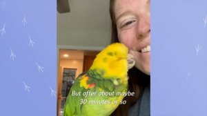 Girl Saves Lonely Parrot. Now He Won't Leave Her Alone | Cuddle Buddies