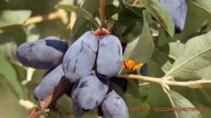 Жимолость съедобная Берель (lonicera edulis) ? Берель обзор: как сажать, саженцы жимолости Берель