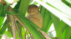 Филиппинский долгопят (Tarsier)