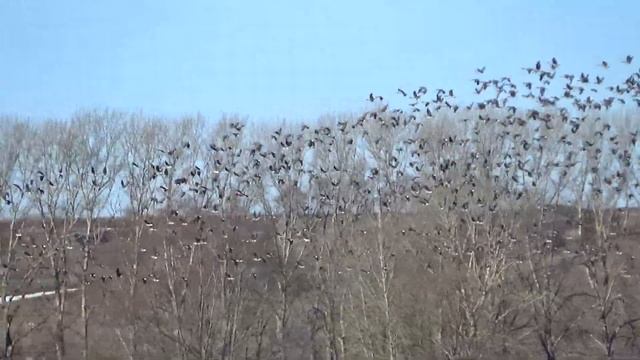 Дикая природа, гусь, утка, бобр, весна 2020, река Мокша смотреть онлайн