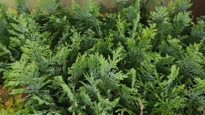 Череночники осенью. Что порадовало и что расстроило. И немножко обзор сада.