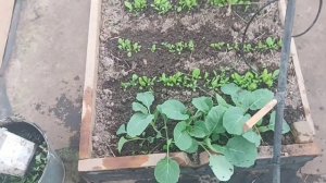 Вырастить рассаду капусты просто!.mp4