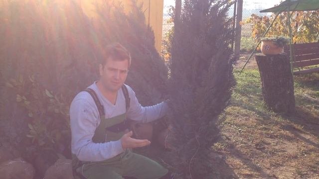 Chamaecyparis Lawsoniana 'Columnaris' - Oszlopos Acélkék Hamisciprus