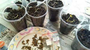 Барбарис амурский - размножение семенами - стратификация и посадка