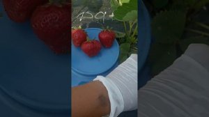 Француженка Дарселект. Обзор клубники короткого светового дня.