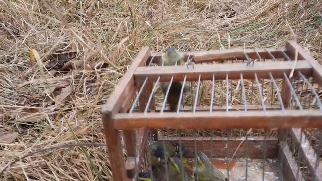 чижики / лов / открытие сезона смотреть онлайн