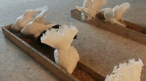 Статные голуби