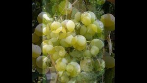 ВИНОГРАД КЕША-1
