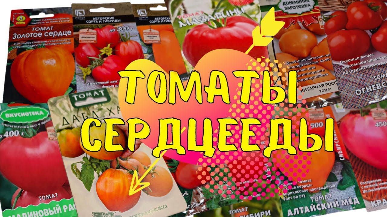 ИХ ОБОЖАЮТ ВСЕ! Топ ЛУЧШИХ СЕРДЦЕВИДНЫХ томатов! Для ЗАСОЛКИ и САЛАТОВ