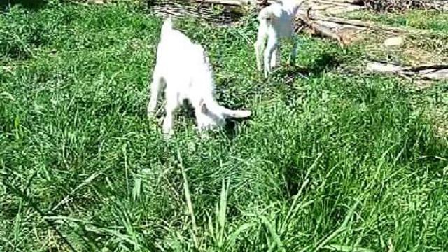 козел...скачет козлом!)))