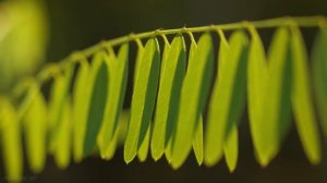 AUTUMN PALETTE - 4K Nature Relaxation Video in 4K with Relaxing Piano Music - 2.5 HOURS