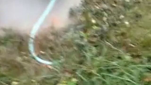 Грибы на нашем дачном участке смотреть онлайн