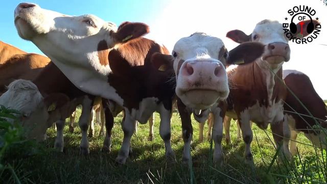 Chewing Cows (funk music)