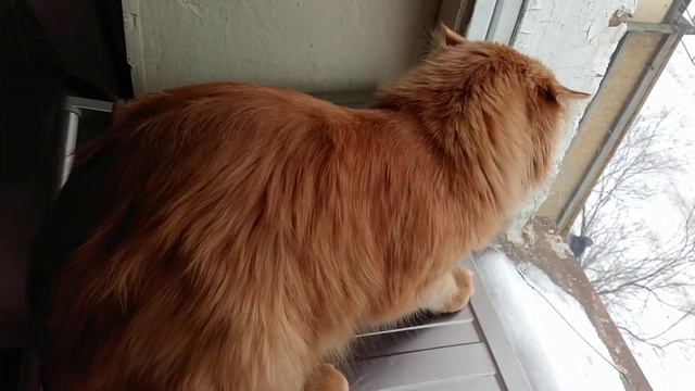 Видит око, да зуб неймет! смотреть онлайн