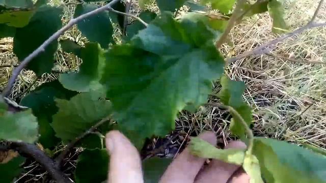 пни результат!!! сорт гетманский, 2-3 годичные саженцы фундука. смотреть онлайн