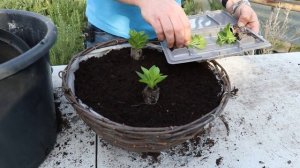 EP156 - How to plant a petunia tumbelina basket