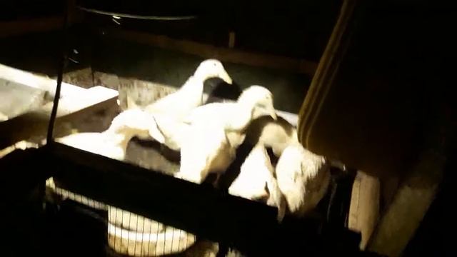 Утки породы СТАР53. 44 дня. смотреть онлайн