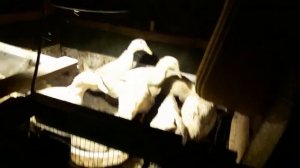 Утки породы СТАР53. 44 дня.