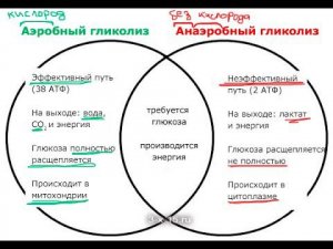 Аэробные и анаэробные энергетические системы. Лекция № 4. Просто о сложном тренеру и спортсмену.
