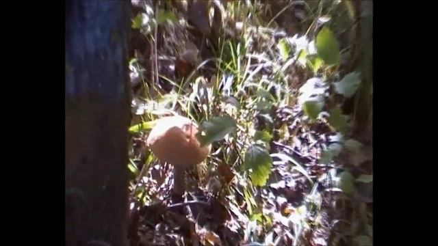 Грибной рай смотреть онлайн