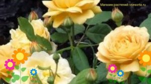 Роза спрей Голд Микадо. Краткий обзор, описание характеристик, где купить саженцы Gold Mikado