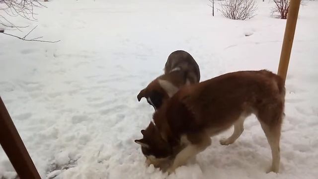 Собаки подрались смотреть онлайн