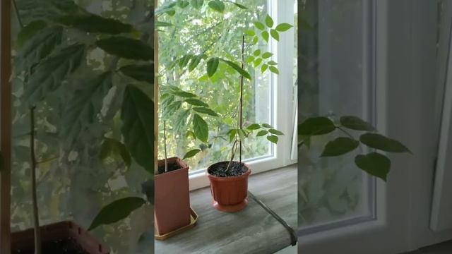 Глициния из семечка в квартире, обрезка для бонсай смотреть онлайн