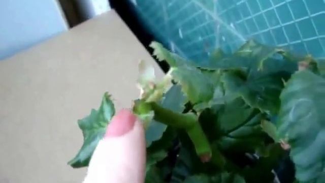 Чем отличается клубневая бегония от гибридной/Бегония Элатиор/Tuber Begonia/Begonia Elathior#бегони