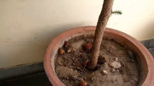 सुंदर पत्तियों वाला indoor/outdoor plant,how to care araucaria/Christmas tree, organic gardening