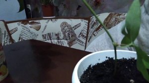 Эксперимент № 2 - Выращивание черенков пассифлоры. День 43