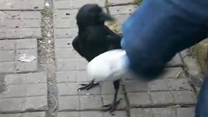 Ворона нападает на детей