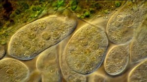 МОГУТ ЛИ ВИДЕТЬ МИКРОБЫ ДРУГ ДРУГА? БАКТЕРИИ ДВИГАЮТСЯ ХАОТИЧНО?