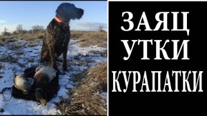 Закрытие по перу  снег,курапатку,селезень восьмеркой и зайчик