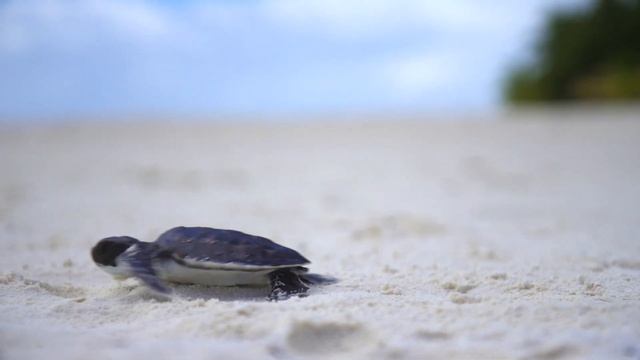 Banyan Tree Vabbinfaru Maldives Resort смотреть онлайн