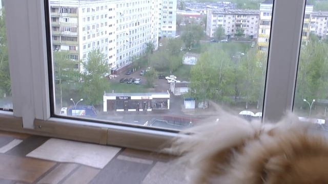 Щенкам шпица 78 дней. Выращиваем новую шубу Бэлле. Малыш реагирует на звуки. Дрожжи для шерсти